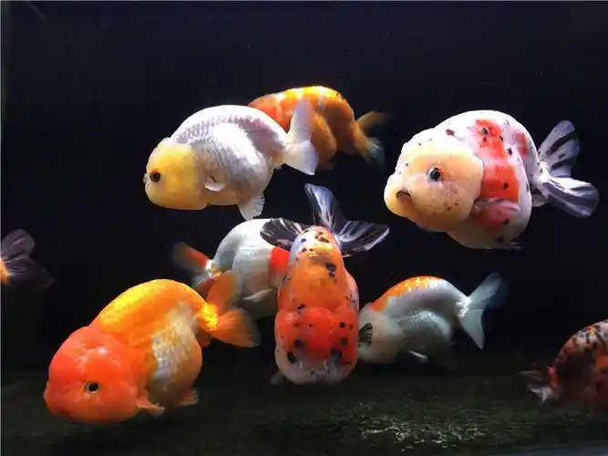 杭州养了两年的60缸兰寿 - 国粹金鱼 - cta南美水族