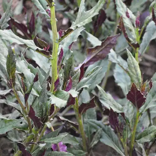 彩虹雨生态蔬菜紫背天葵250g全国发货满额包邮