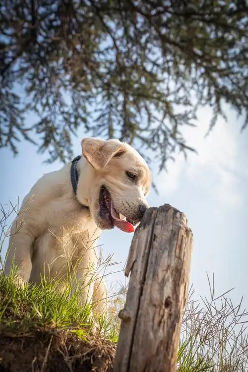 1/115萌宠摄影交流小组动物萌宠仰视特写广角还没有人打赏,快来当第一