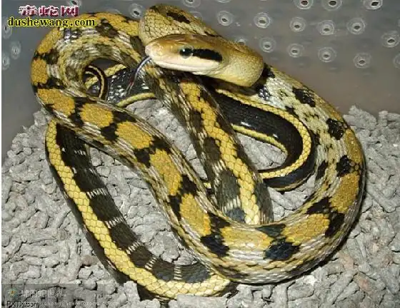 黑眉锦蛇资料品种简介