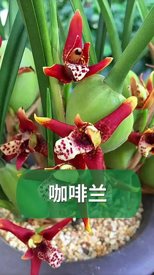 #分享养花经验#喜欢喝咖啡的同学,一定要种盆咖啡兰～-度小视