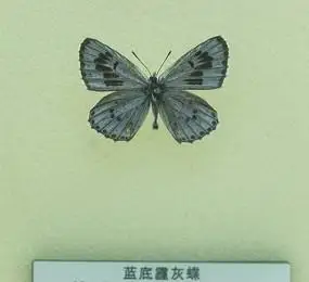 蓝底霾灰蝶