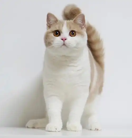 英短乳白梦中情猫