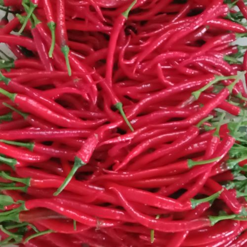 现摘现发红辣椒新鲜鲜红色线椒农家细长尖椒辣椒酱辣椒