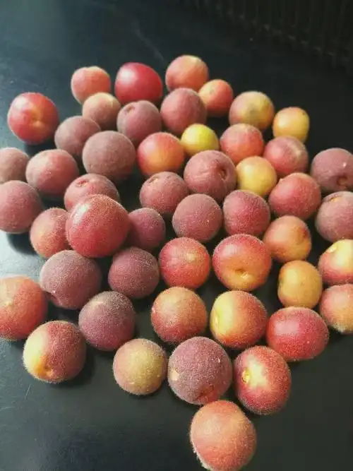 2016年6月13日,在水系公园第一次发现榆叶梅果实,并且知道果核可以做