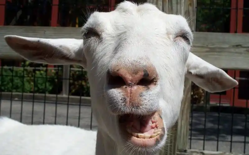 羊才是世界上最搞笑的动物?