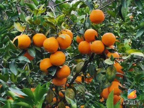 博白这个水果种植大镇,近百亩红橙迎来大丰收!不要门票任摘任吃!