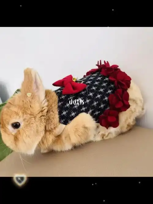 小兔子衣服