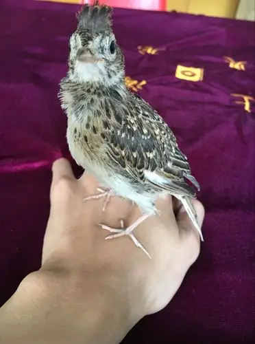 云雀公鸟细节图