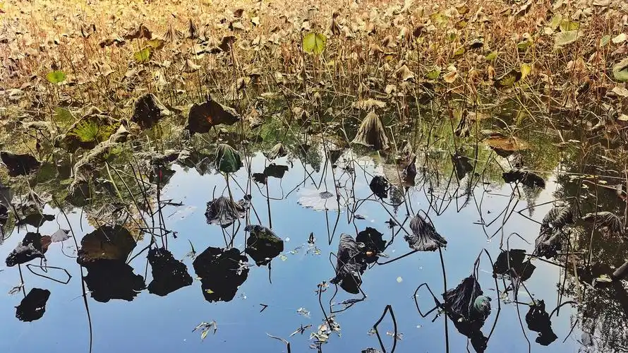 冬日荷塘荷叶虽已枯萎但依然挺立感悟生命的枯荣