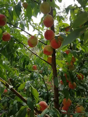 红红桃子挂满树