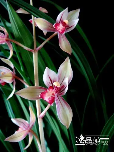 建兰铭品欣赏 玉如娇-建兰篇-中国兰花交易网社区