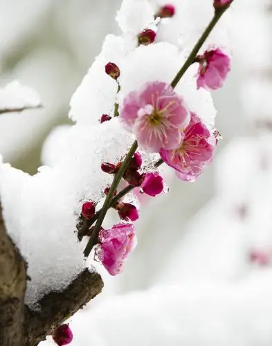 红梅傲雪迎春来