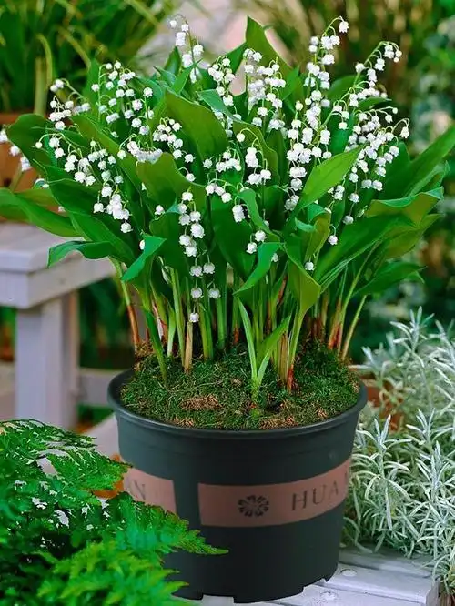 想要养好花,感觉很困难,其实家里光照不好,也能养好花,只要选对品种