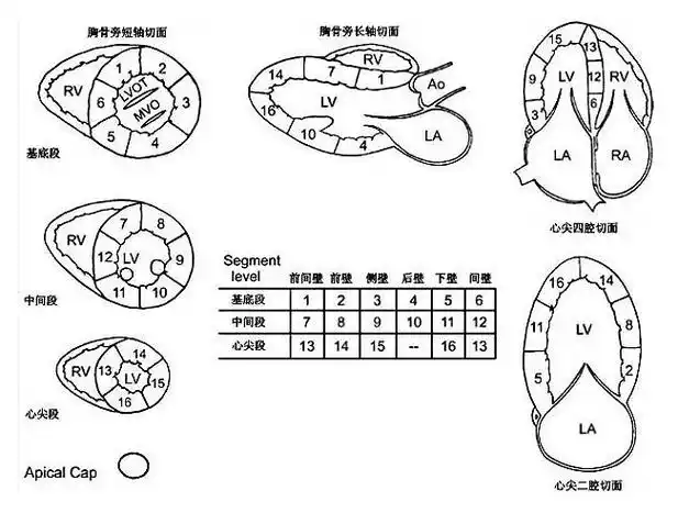 左心室分段的依据方法与记忆技巧