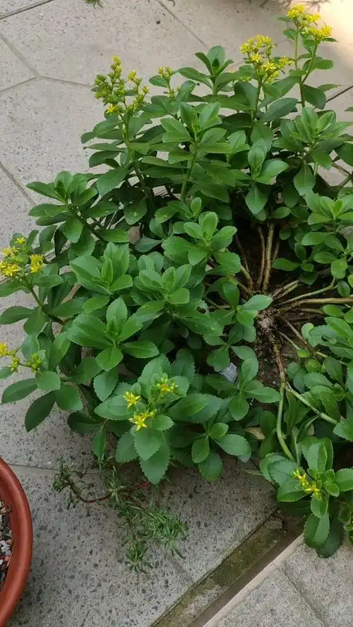 景天三七又叫救心菜金不换养起来还很简单