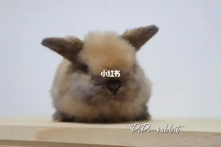 双血垂耳兔小耳朵飞起来啦