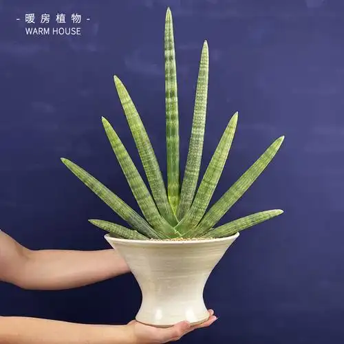 佛手虎皮兰多植物佛前香圆棒叶虎尾办公室客厅绿植