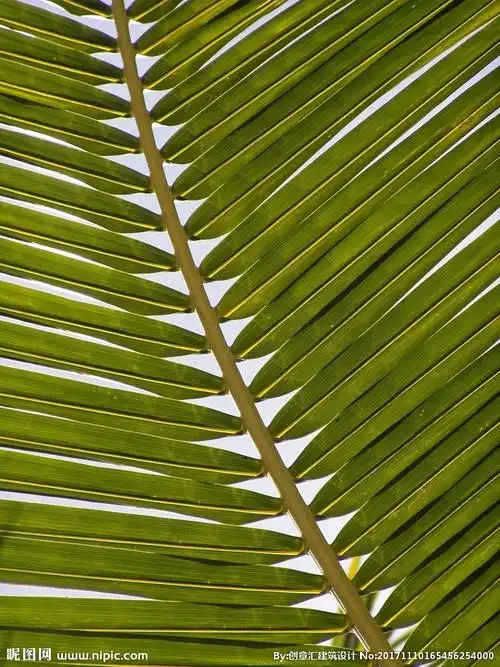 棕榈树叶子摄影图__树木树叶_生物世界_摄影图库_昵图网nipic.com