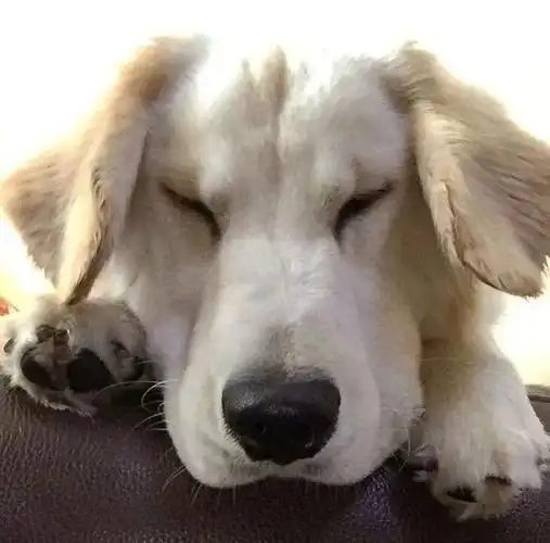 本来看起来挺帅气的大金毛一低头却丑成个大叔