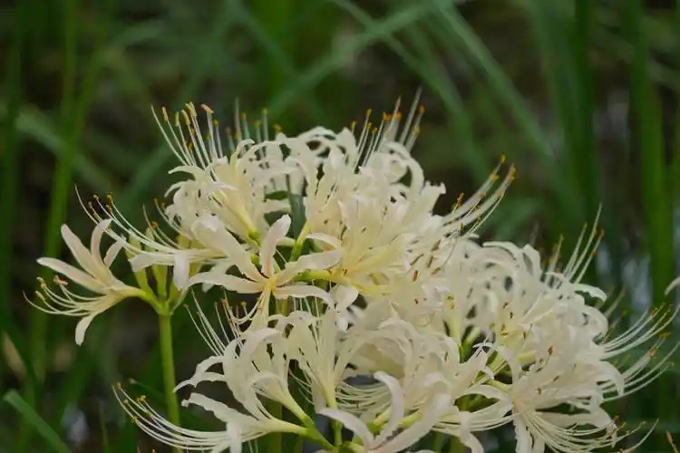 草木花谱乳白石蒜