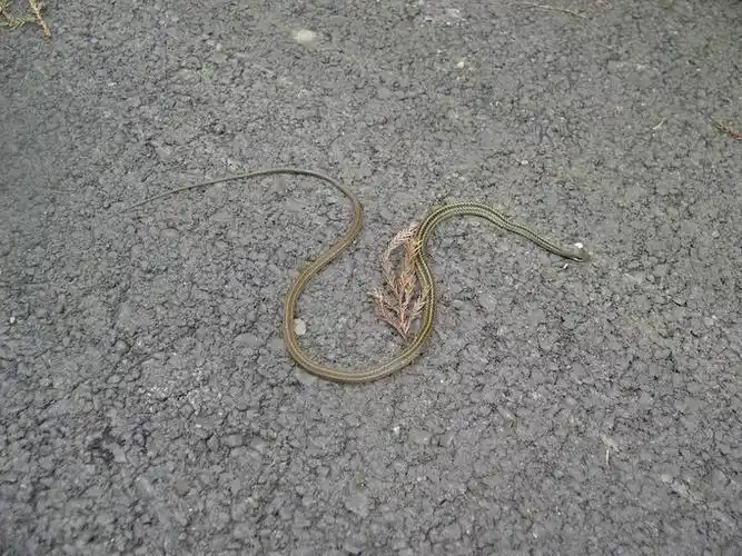 扁头蛇一路顺风!