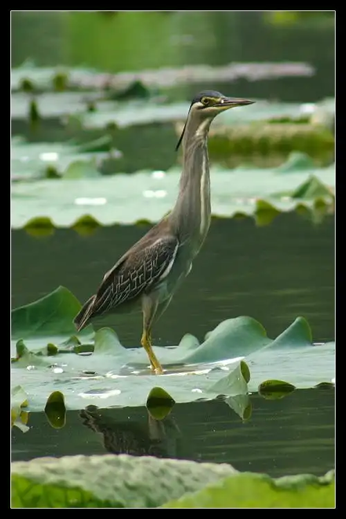 荷花池偶遇水鸟