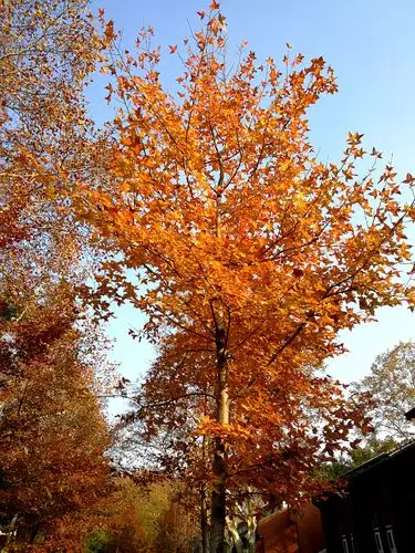 变红的三角枫靓丽的风景