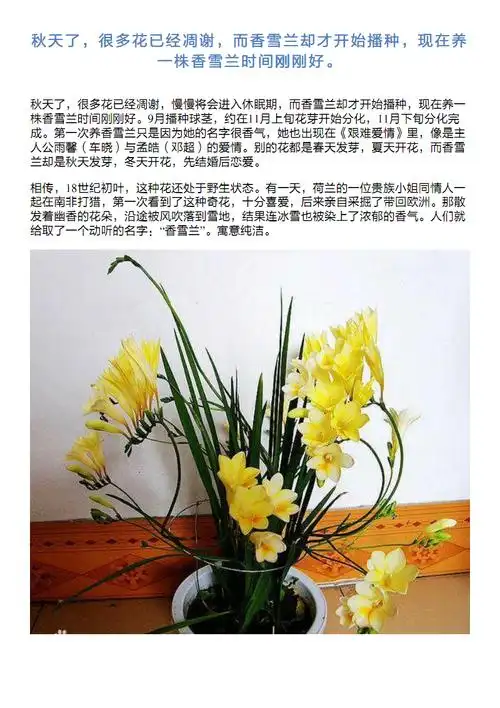 秋天了,很多花已经凋谢,而香雪兰却才开始播种,现在养一株香雪.pdf