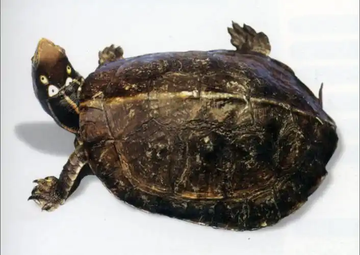 sacalia quadriocellata nsculpta