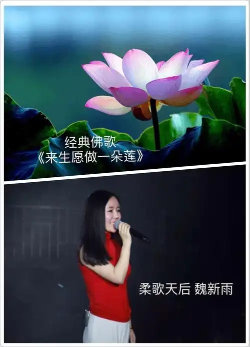 经典佛歌魏新雨《来生愿做一朵莲》成圣洁莲花大受欢迎