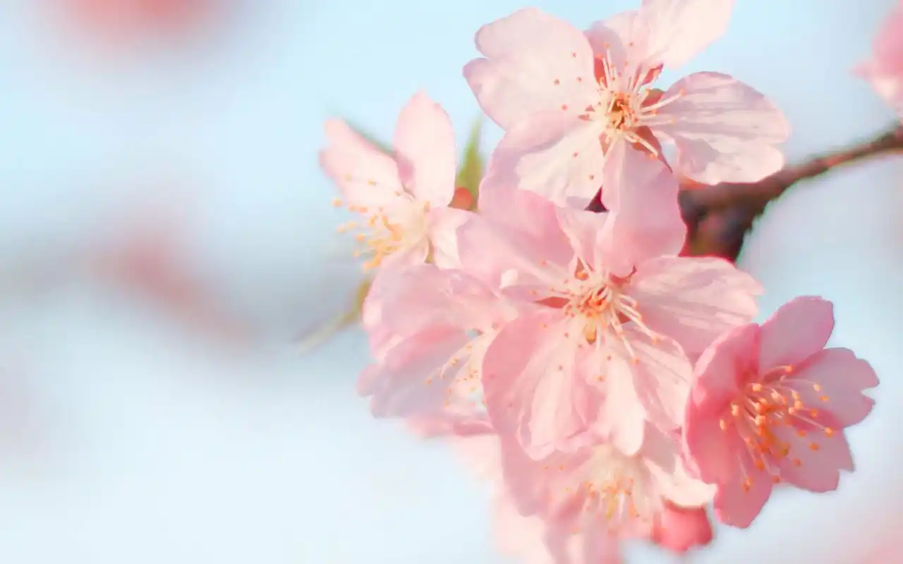 桃花微距摄影小清新唯美图片桌面壁纸