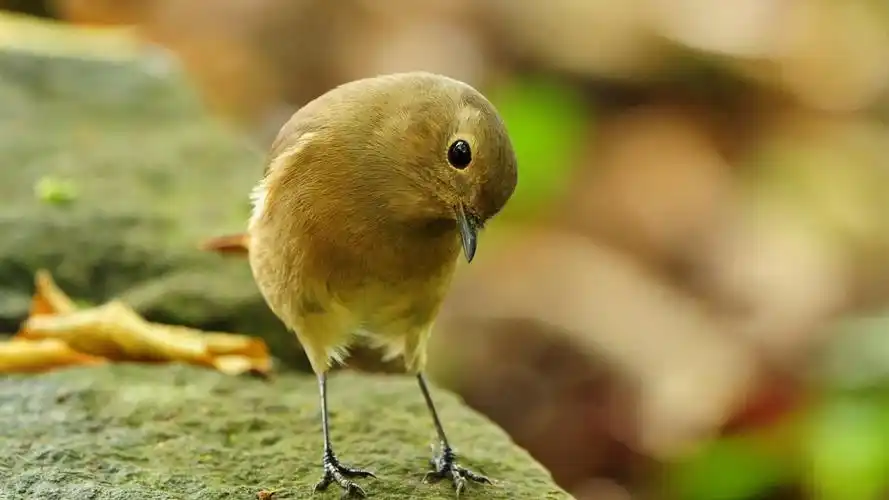 动物世界可爱鸟类照片桌面壁纸