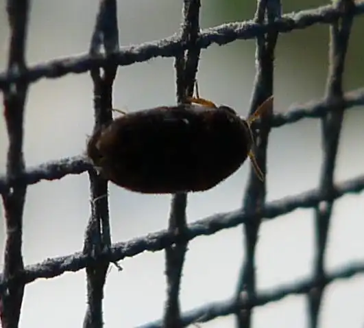 家里出现小黑虫子2mm长会飞,谁知道是什么虫子?