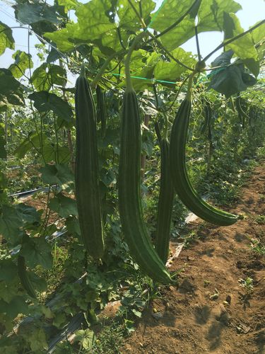 丝瓜新鲜广西农家自种当季蔬菜八角棱角现摘其它