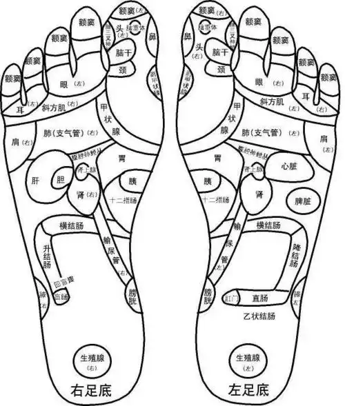 人体穴位全息图和反射图人体穴位作用图解十要穴.