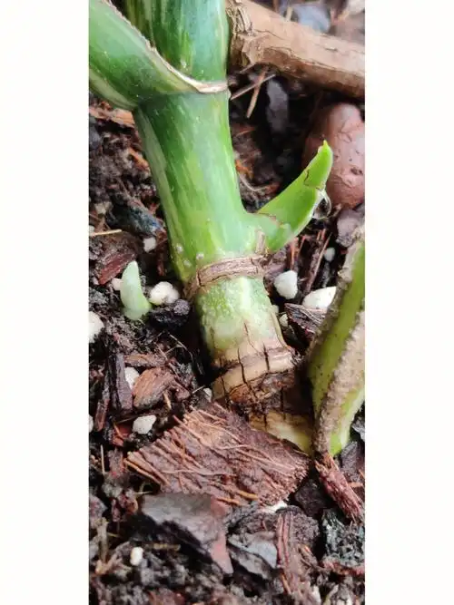 另外有三个芽点破壳了,期待可以长出侧芽叶子啦啦啦#白锦龟背竹5