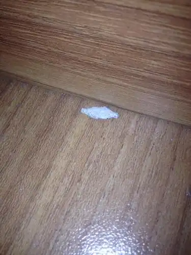 求解这是什么虫 从木板里出来的 如何消灭?