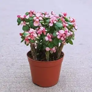 j欧洲进口代肉肉植物金玉满堂招财进宝多肉花仙人掌小盆栽客厅绿