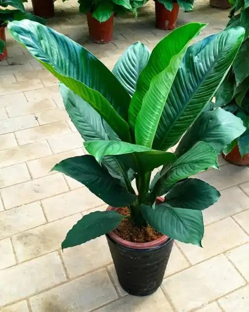 居室花卉栽植:绿巨人的种植管理与技巧介绍!
