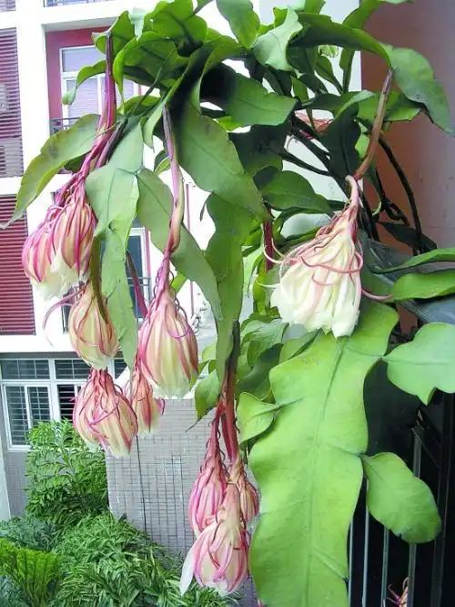 昙花是什么样子?