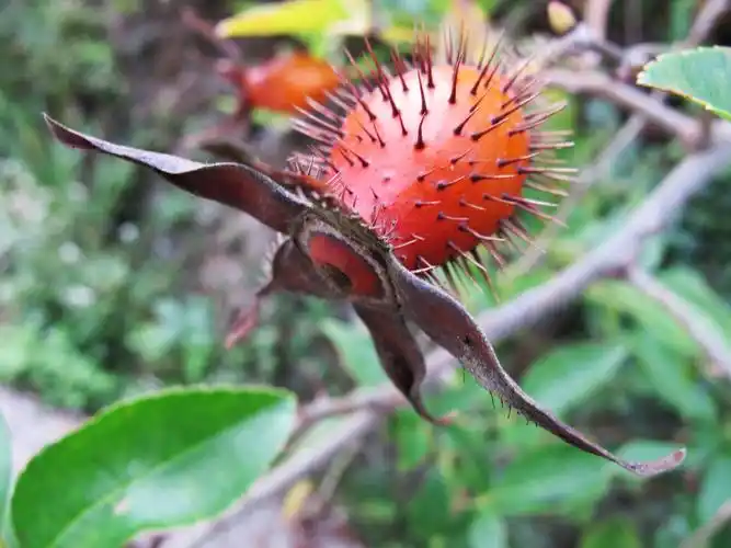 农村山上的这种野果,用来泡酒,好处竟然这么多