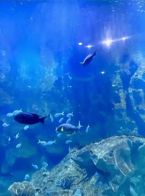 我的曲江是个盖世英雄,它会披着浪漫金身来接我_巧克力_西安_海洋