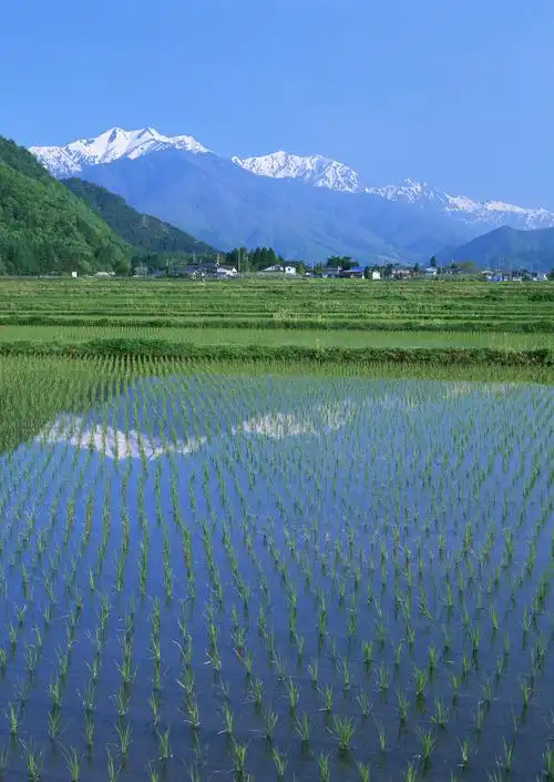 春天的田野图片农田田园梯田田野春天