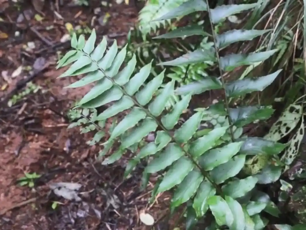 大山里这种长着根的"乌鸡",人称昏鸡头,农村人都爱用它炖鸡汤