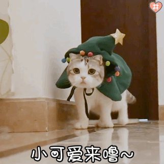 猫咪表情包动图小泡芙表情包动图