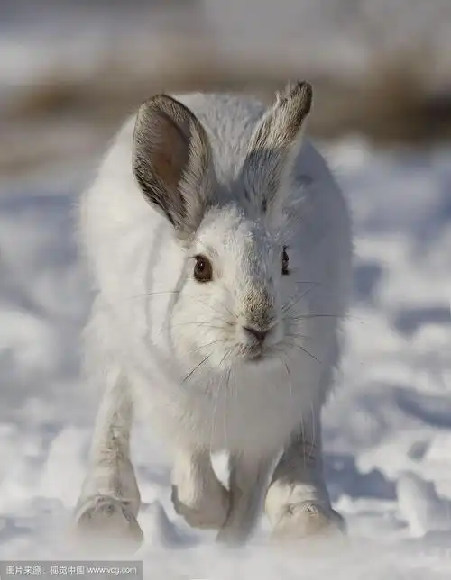 雪鞋野兔在冬天的雪地里奔跑