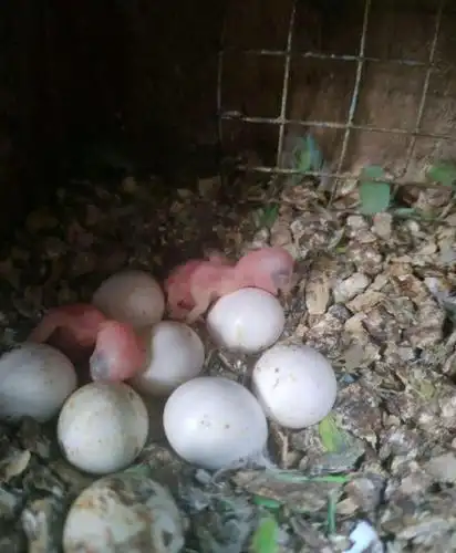 一对虎皮鹦鹉繁殖历程