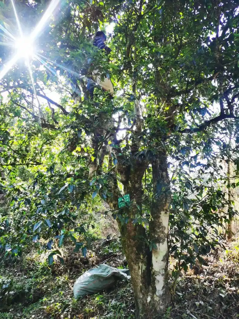千年树龄的野生古树红茶单株.生态好,茶树生 - 抖音