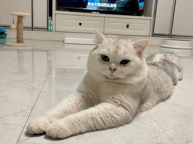 小猫咪版是狮身人面像